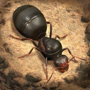 The Ants: Underground Kingdom — 2500 Ant Coins